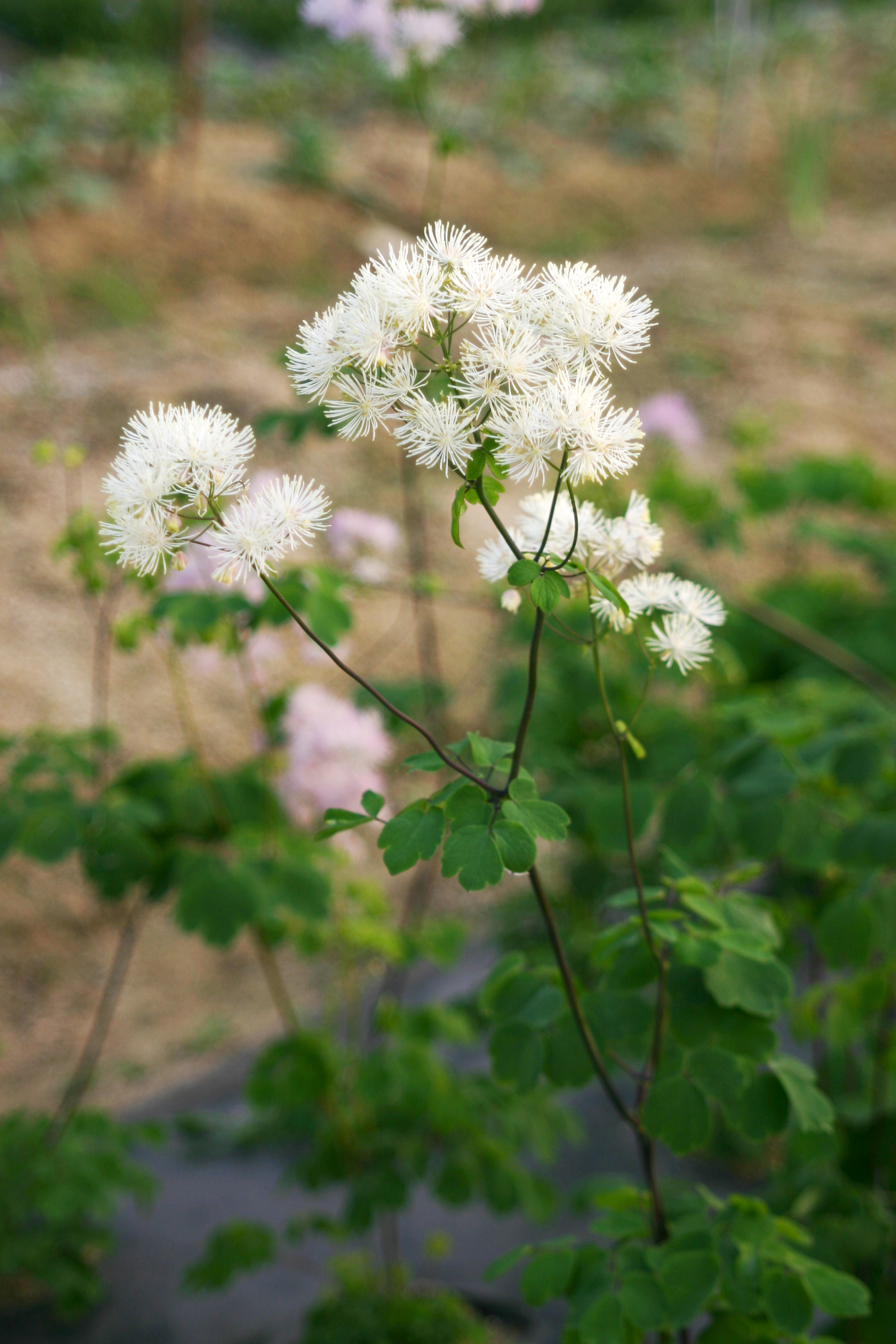 Thalictrum aquilegifolium var. sibiricum